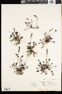Drosera intermedia image