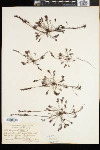 Drosera intermedia image