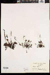 Drosera intermedia image