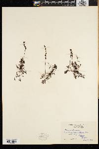 Drosera intermedia image