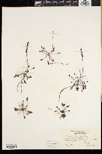 Drosera intermedia image