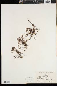 Drosera intermedia image