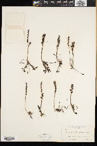Drosera intermedia image