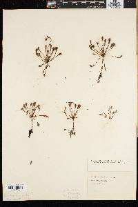 Drosera intermedia image