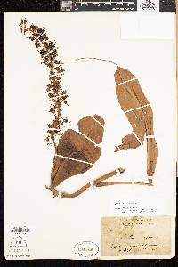 Nepenthes rafflesiana image