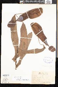Nepenthes sanguinea image
