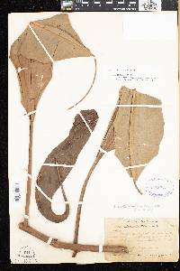 Nepenthes mirabilis image