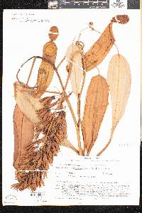 Nepenthes mirabilis image