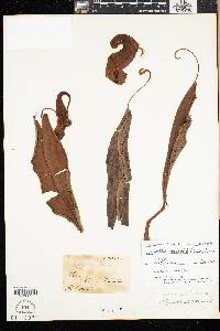 Nepenthes mirabilis image