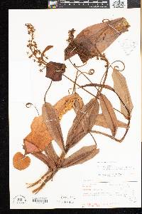 Nepenthes macfarlanei image