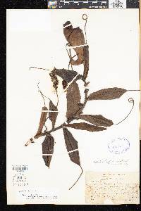 Nepenthes macfarlanei image