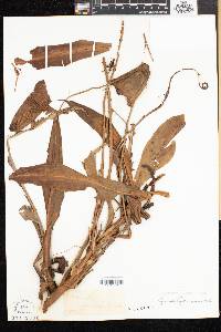 Nepenthes mirabilis image