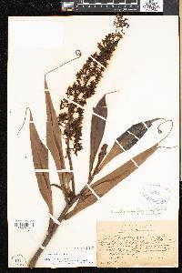 Nepenthes ampullaria image