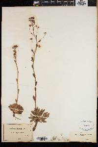 Saxifraga aizoon image