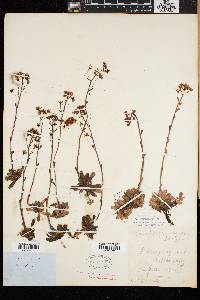 Saxifraga aizoon image