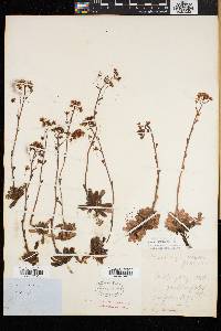 Saxifraga aizoon image