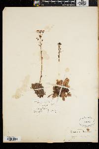 Saxifraga aizoon image