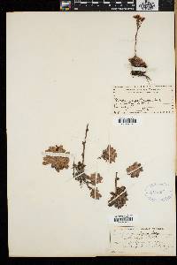 Saxifraga aizoon image
