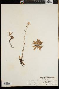 Saxifraga aizoon image