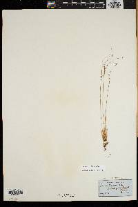 Juncus trifidus image