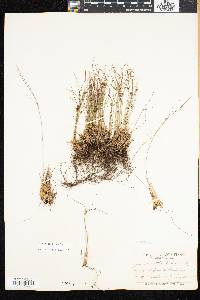 Juncus trifidus image