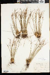 Juncus trifidus image