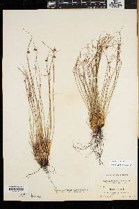 Juncus trifidus image