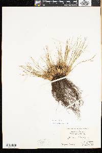 Juncus trifidus image