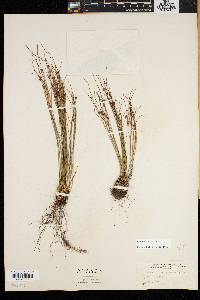Juncus trifidus image