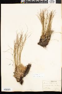Juncus trifidus image