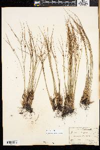 Juncus trifidus image
