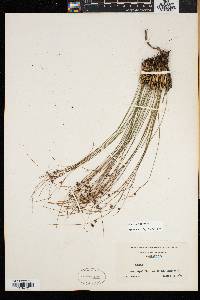 Juncus trifidus image