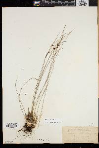 Juncus trifidus image
