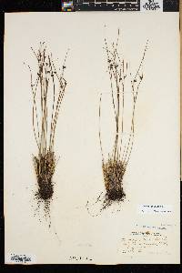 Juncus trifidus image