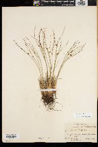 Juncus trifidus image