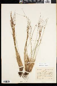 Juncus trifidus image