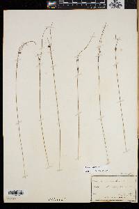 Juncus trifidus image