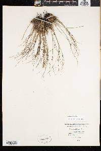 Juncus trifidus image