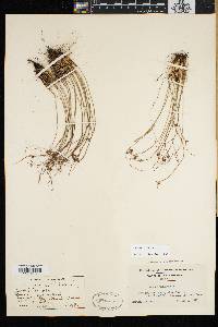Juncus trifidus image