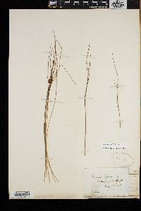 Juncus trifidus image
