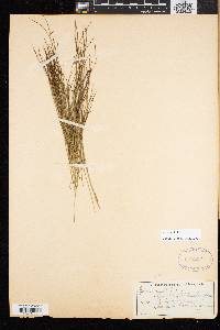 Juncus trifidus image