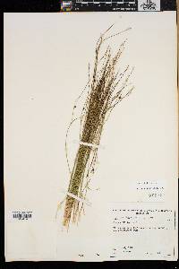 Juncus trifidus image