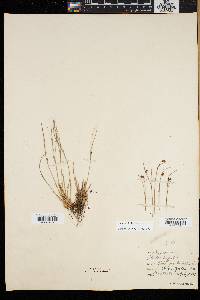 Juncus trifidus image