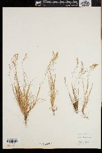 Poa laxa image