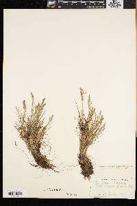 Poa laxa image