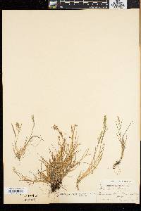 Poa laxa image