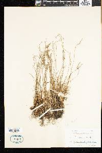 Poa laxa image