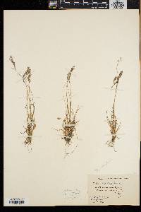 Poa laxa image