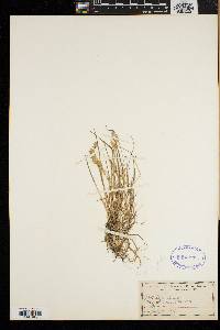 Poa laxa image