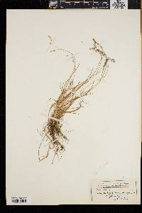 Poa laxa image